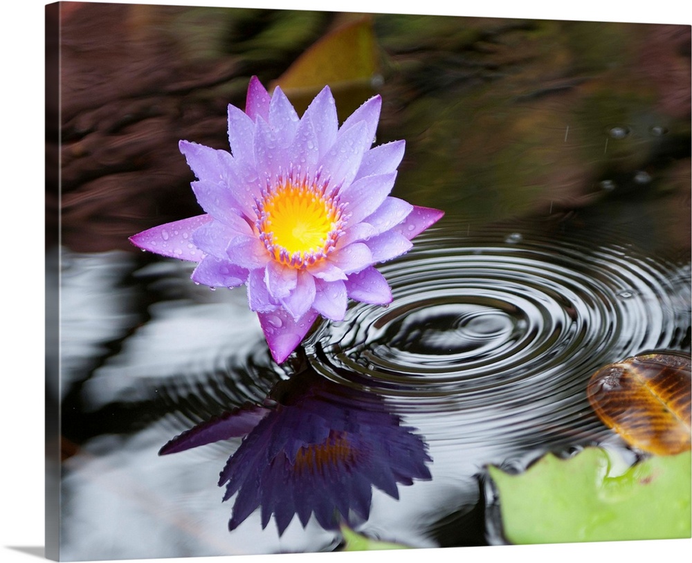 Purple lotus flower in a pond with ripples from falling rain.
