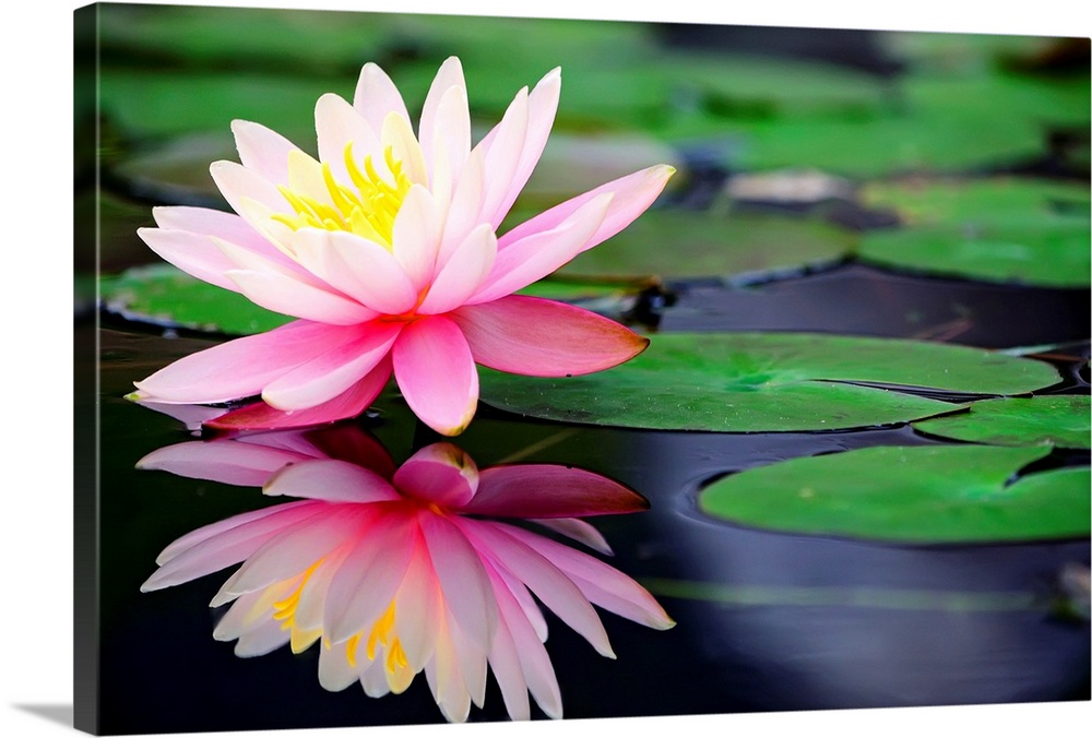 A blooming lily and it's reflection on the water in Taiwan.