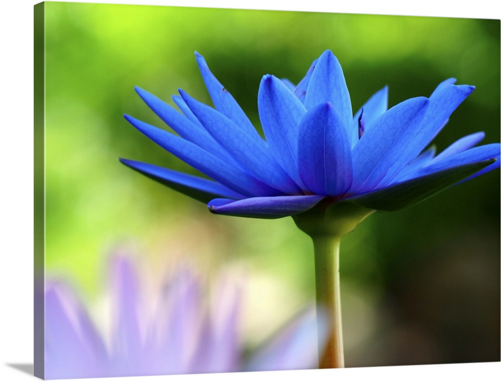 Blue lotus flower with lush green leaves in bokeh background.
