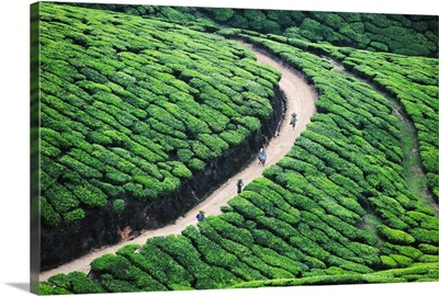 Way home from tea plantation in Munnar, Kerala.