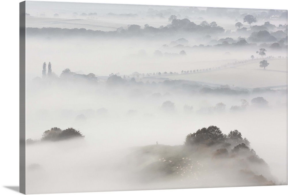 Wearyall Hill, the location of the famous Holy Thorn tree, surrounded by mist just before sunrise on a cold winters morning.