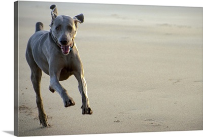Weimaraner at full speed on a stormy beach