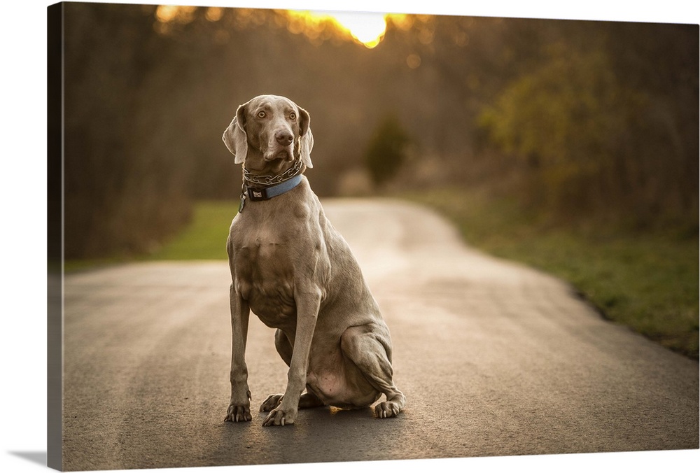 A beautiful and gentle Weimaraner sits stairing into the distance on a long paved trail in the warm glow of the setting sun.