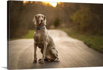 Weimaraner sitting in the middle of the road on a sunset