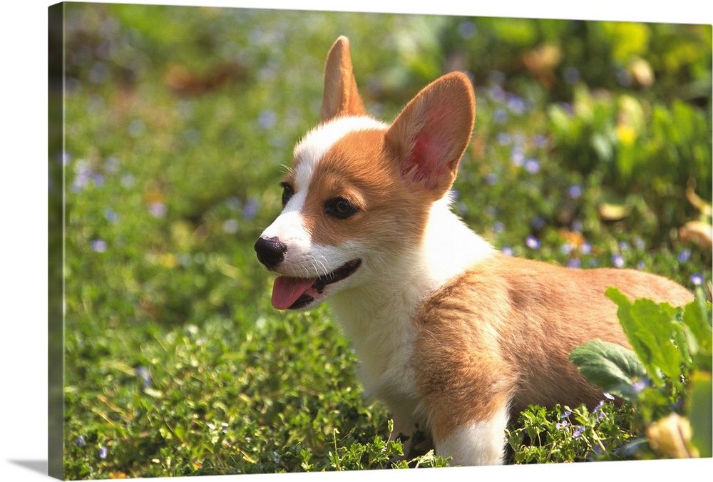 Welsh Corgi: is a dog breed that originated in Wales descended from Swedish Vallhund dogs that came to Wales with the Viki...