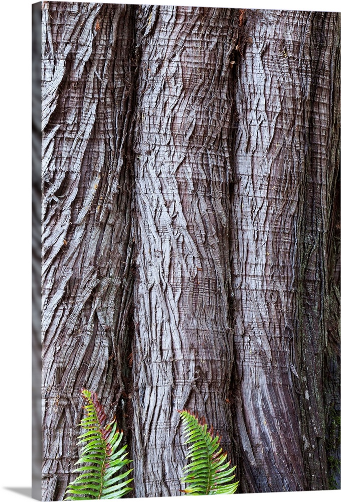 USA, Washington State, Western red cedar Thuja plicata bark with Sword ferns Polystichum Munitum at base
