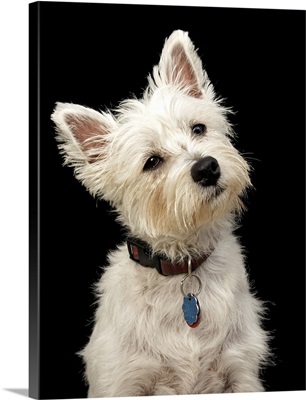 Westie (West Highland terrier) with collar.