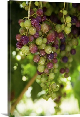 Wet grapes in vinyard