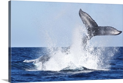 Whale tail splashing in the ocean