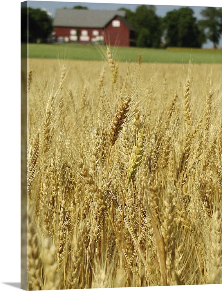 View of wheat field with red barn in background.