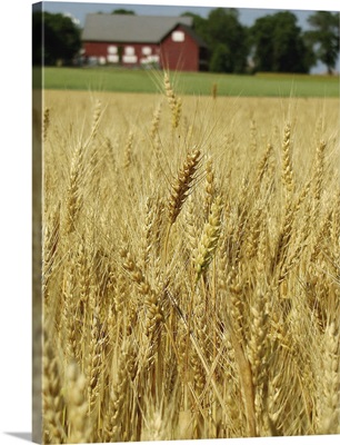 Wheat field