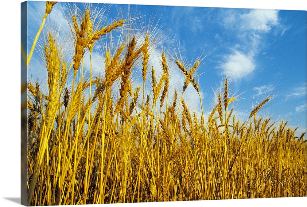 Wheat field