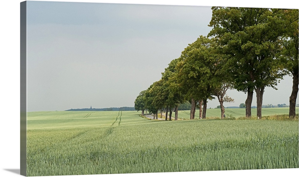 Wheat field and trees along country road.