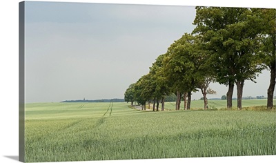 Wheat field and trees