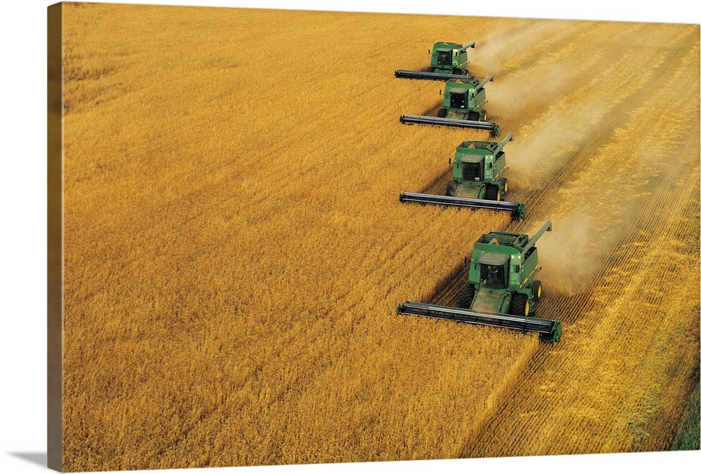 Wheat field being harvested