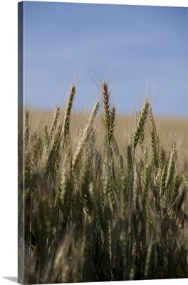 Wheat field, Eastern Washington