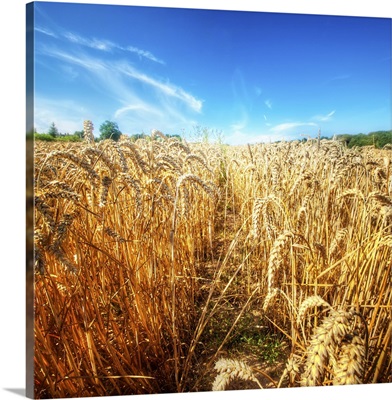 Wheat Field Ready For Harvest With Blue Sky