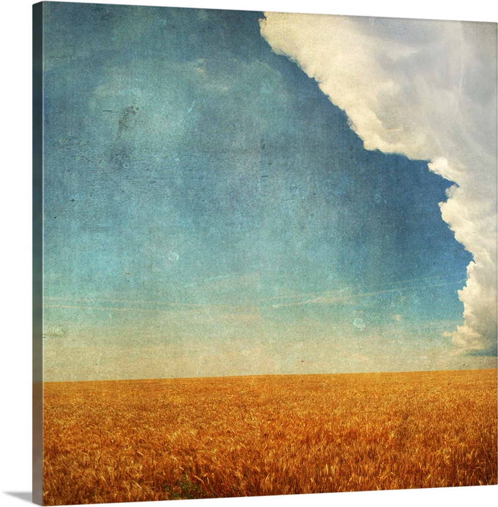 Wheat field with textured storm  with beautiful cloud.