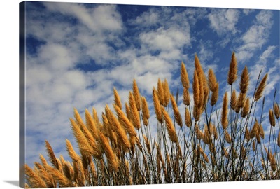 Wheat in field against sky