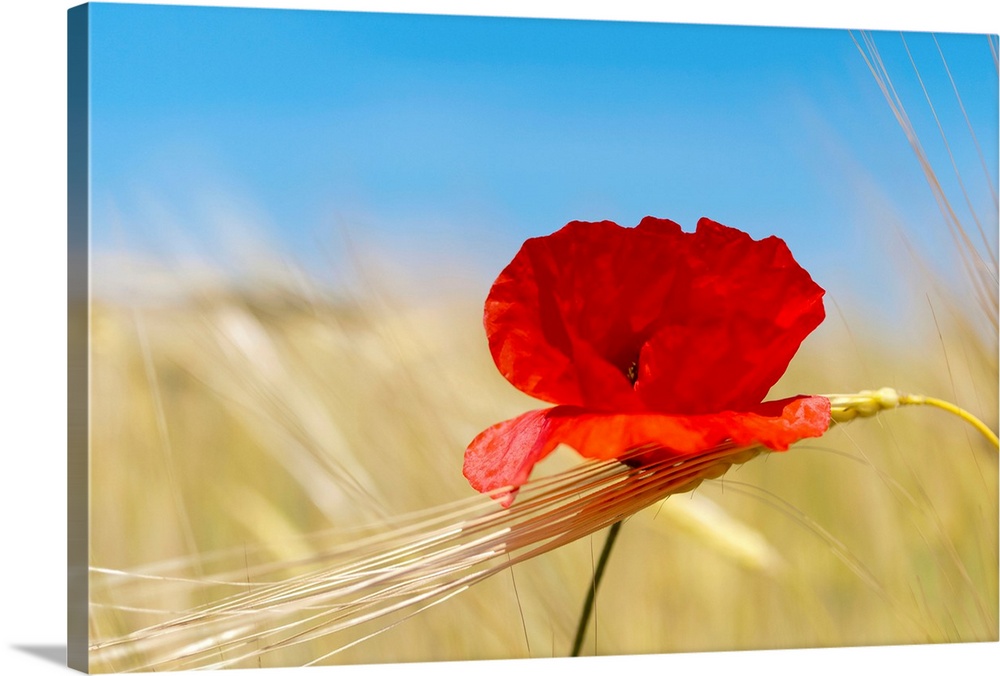 Wheat stalks and poppy in field with blue summer sky as background.