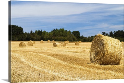 Wheat-straw field in Brittany