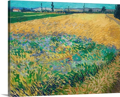 Wheatfield By Vincent Van Gogh