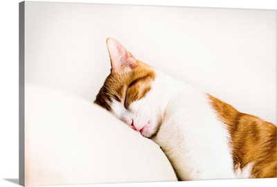 White and orange cat sleeping on white sofa leaning its head on arm rest.