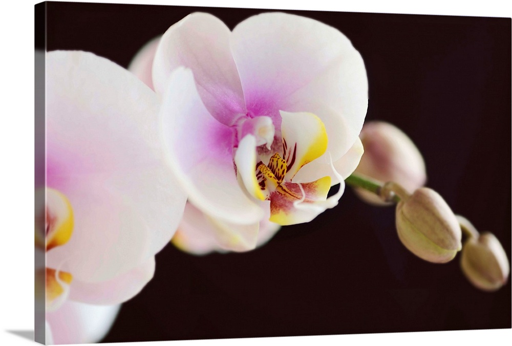 White and pink phalaenopsis orchids, dark background.