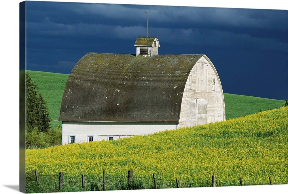 White Barn And Canola Field