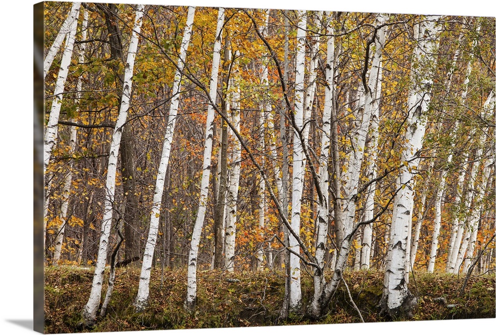 White Birch trees and Sugar Maple trees in the Fall in Westminster, Vermont.