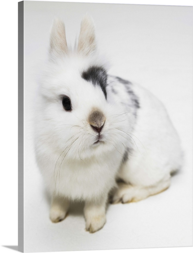 White, black and brown rabbit