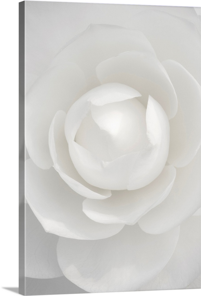 White Camellia