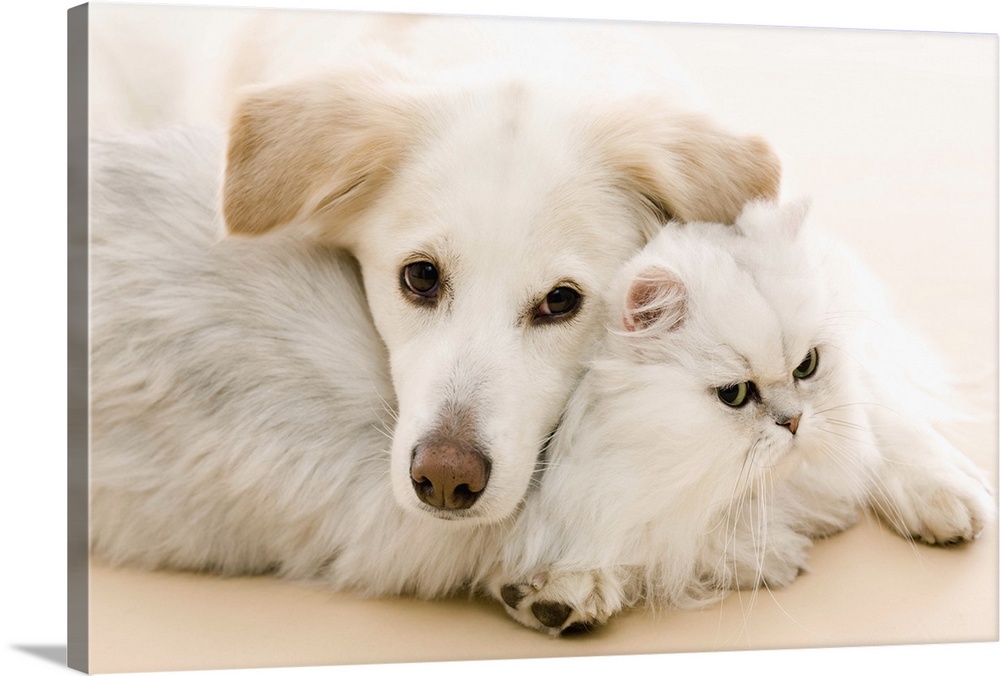 White cat and dog laying together on the floor