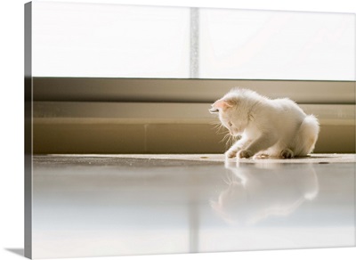 White cat playing on the floor with reflection.