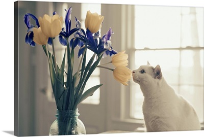 White cat smelling a bouquet of flowers