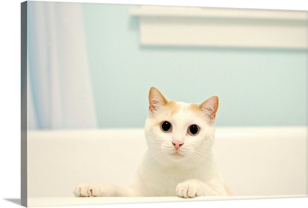 White cat standing in bath tub.