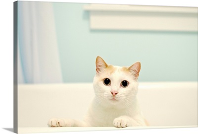 White cat standing in bath tub.