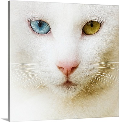 White cat with yellow and blue eyes.