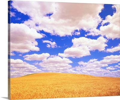 White Clouds Over Wheat Field