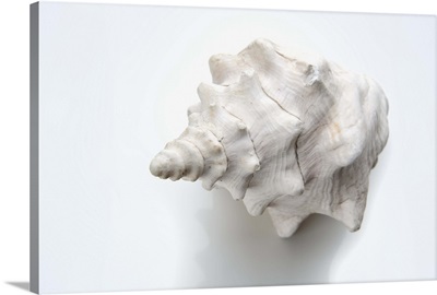White conch shell