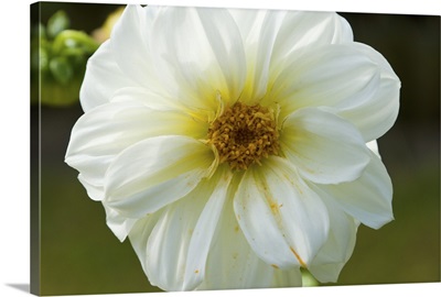 White dahlia flower
