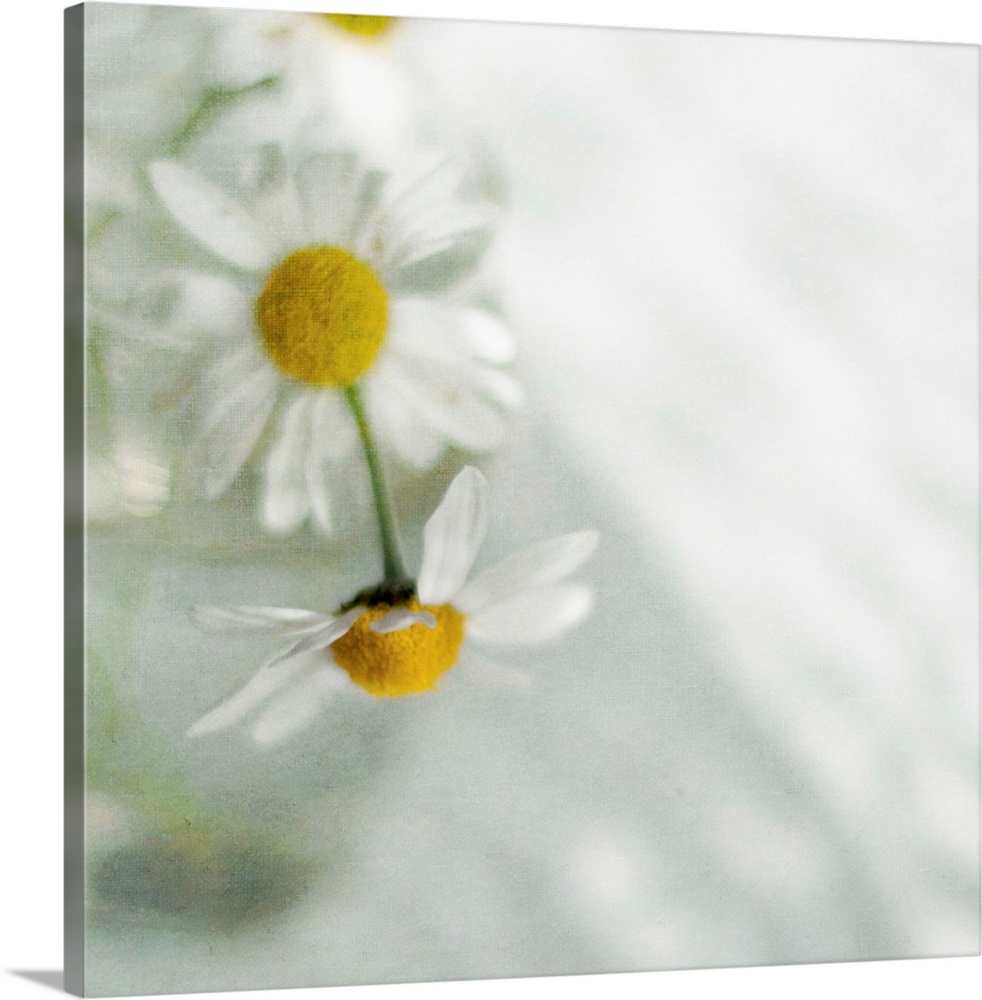 White daisies in glass vase.