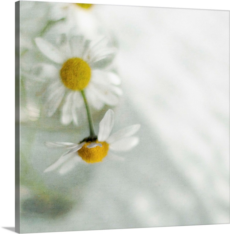 White daisies in glass vase. Great Big Canvas