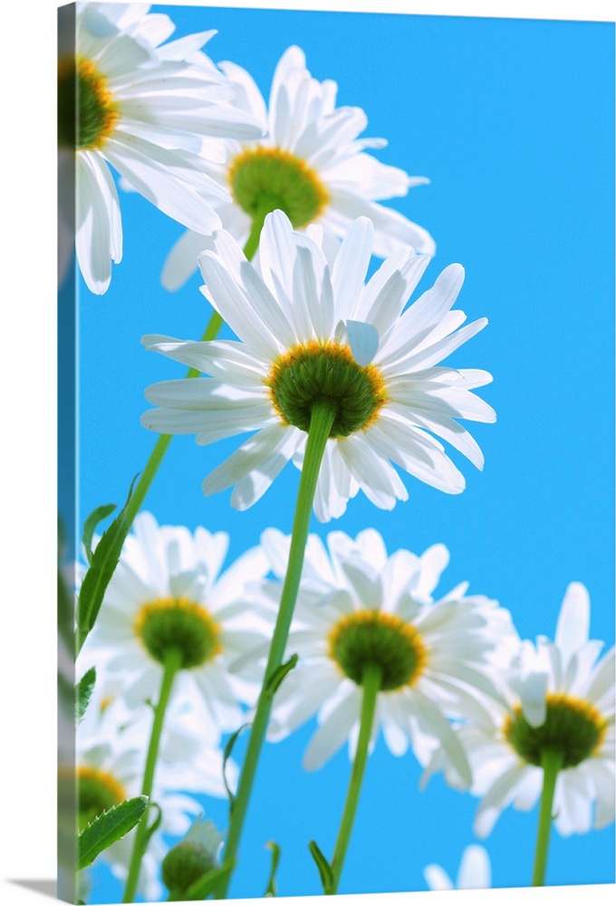 White daisies on aqua color sky.
