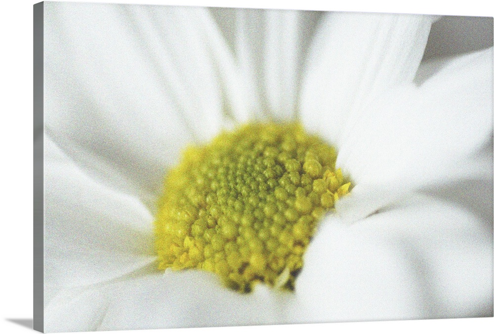 White Daisy