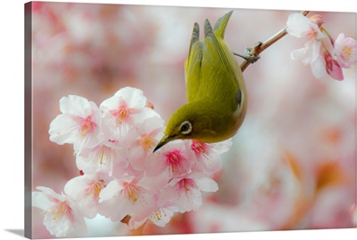 White-eye and Cherry blossoms.