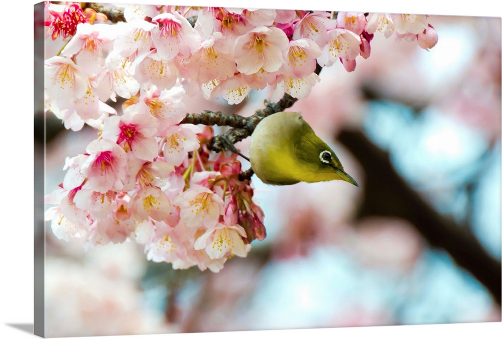 White-eye and cherry blossoms.