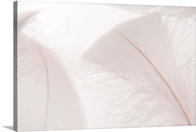 White feathers, close up, white background