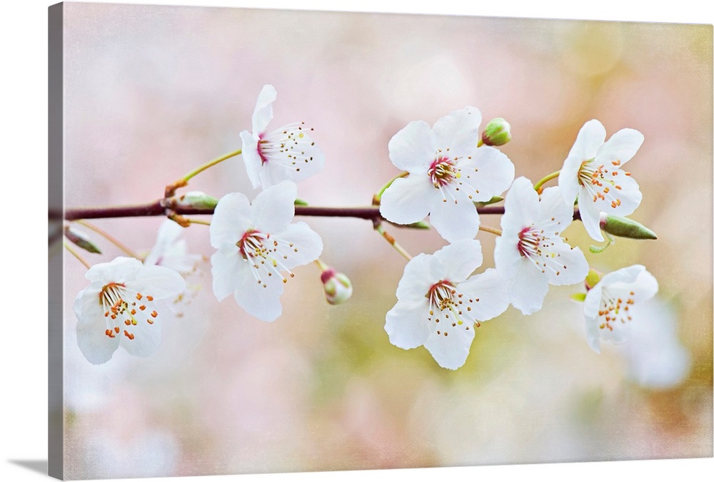 Horizontal photograph on a big wall hanging of a single branch of blooming cherry blossoms, against an out of focus backgr...