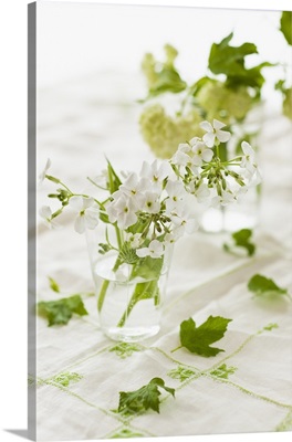 White flowers with green leaves in jars